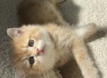 Lucky - British Shorthair Kitten For Sale - Bensalem, PA, US