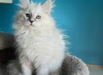 Willow - Siberian Kitten For Sale - 