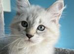 Enzo - Siberian Kitten For Sale - 