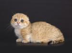 Tashira tiny orange golden Scottish kilt munchkin - Munchkin Kitten For Sale - CA, US