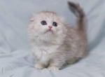 Asya tiny Scottish kilt munchkin silver tabby - Munchkin Kitten For Sale - CA, US