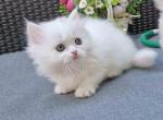 Pure white Katyusha English Muffin Munchkin - Munchkin Kitten For Sale - CA, US