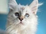 Zalara - Siberian Kitten For Sale - 