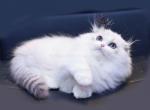 Sofa tiny munchkin Scottish kilt with blue eyes - Munchkin Kitten For Sale - CA, US