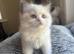 Mabel's Magic Meows - Ragdoll Kitten For Sale - 