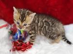 Brown rosetted female bengal kitten for sale Ten - Bengal Kitten For Sale - FL, US