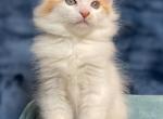 2 fluffy kittens - Ragdoll Kitten For Sale - Reno, NV, US