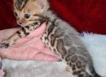 Brown rosetted male available Tiny Bow - Bengal Kitten For Sale - FL, US