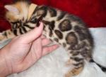 Pumpkin Golden brown rosetted male - Bengal Kitten For Sale - FL, US