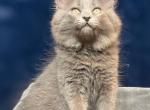 Blue Boy Ragdoll mix - Ragdoll Kitten For Sale - Reno, NV, US