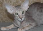 How Pretty Darti - Oriental Kitten For Sale - Norwalk, CT, US