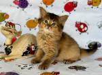 Lizzie - Somali Kitten For Sale - Miami, FL, US