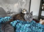 Anna - Siberian Kitten For Sale - 