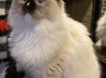 Lilys kittens - Ragdoll Kitten For Sale - Double Springs, AL, US