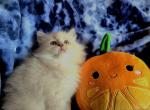 Samuel - Siberian Kitten For Sale - 