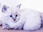 Romeo - Siberian Kitten For Sale - 