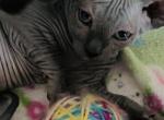 Jasmine - Sphynx Kitten For Sale - Homestead, FL, US