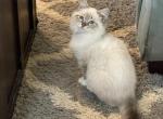 Tica imported lines seal lynx - Ragdoll Kitten For Sale - Butler, PA, US