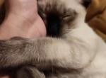 Big Bam Bam Buford - Siamese Kitten For Sale - FL, US