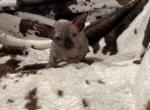 Binx - Sphynx Kitten For Sale - 