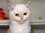 Luna - British Shorthair Kitten For Sale - 