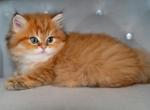 Maple - British Shorthair Kitten For Sale - Beaverton, OR, US