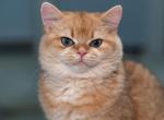 Jedi - British Shorthair Kitten For Sale - Beaverton, OR, US