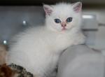 Muffin - British Shorthair Kitten For Sale - Beaverton, OR, US