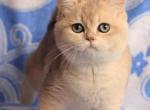 Sunny - British Shorthair Kitten For Sale - 