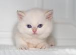 Naomi - British Shorthair Kitten For Sale - Beaverton, OR, US