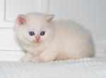 Noodle - British Shorthair Kitten For Sale - Beaverton, OR, US