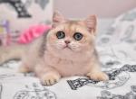 Ulivia - British Shorthair Kitten For Sale - 