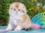 Bublik - Scottish Fold Kitten For Sale - Jacksonville, FL, US