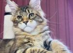 Leah - Maine Coon Kitten For Adoption - Hoboken, NJ, US