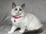 Mimi - Ragdoll Kitten For Adoption - Hoboken, NJ, US