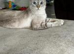 Rose - Highlander Cat For Sale - Centreville, MD, US