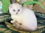 Scottish Fold White Color Point Female - Scottish Fold Kitten For Sale - Orlando, FL, US