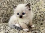 Ragdoll Seal Point Male - Ragdoll Kitten For Sale - Orlando, FL, US