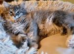 Precious Poly - Maine Coon Kitten For Sale - New Laguna, NM, US