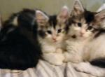 Baby Girl Poly - Maine Coon Kitten For Sale - New Laguna, NM, US