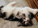 Baby Girl Poly - Maine Coon Kitten For Sale - New Laguna, NM, US