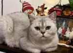 Eva - Scottish Straight Cat For Sale - Miami, FL, US