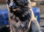 Comet Girl Poly - Maine Coon Cat For Sale - New Laguna, NM, US