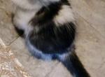 Charmer Poly - Maine Coon Kitten For Sale - New Laguna, NM, US