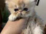 BonBon - Persian Kitten For Sale - 