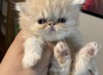 Bubbles - Persian Kitten For Sale - 