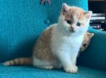 red white bicolor female - British Shorthair Kitten For Sale - 