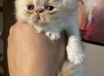 Beebe - Persian Kitten For Sale - 