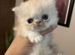 Benson - Persian Kitten For Sale - GA, US