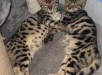 Yellow Female - Bengal Kitten For Sale - Tallahassee, FL, US